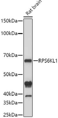 Western Blot: RPS6KL1 AntibodyAzide and BSA Free [NBP3-04434]